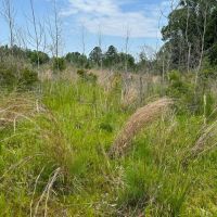 32 acres in Dallas County images 5