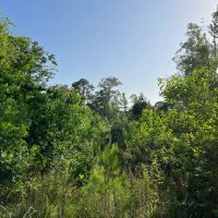 LA - Caldwell 79 acres -