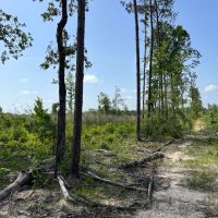 LA - Caldwell 79 acres - images 2