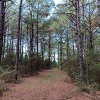 17 Acres Wooded Getaway images 5