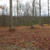 White Oak Lane images 2
