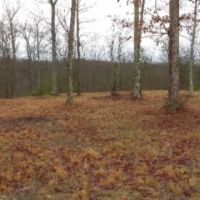 White Oak Lane images 4
