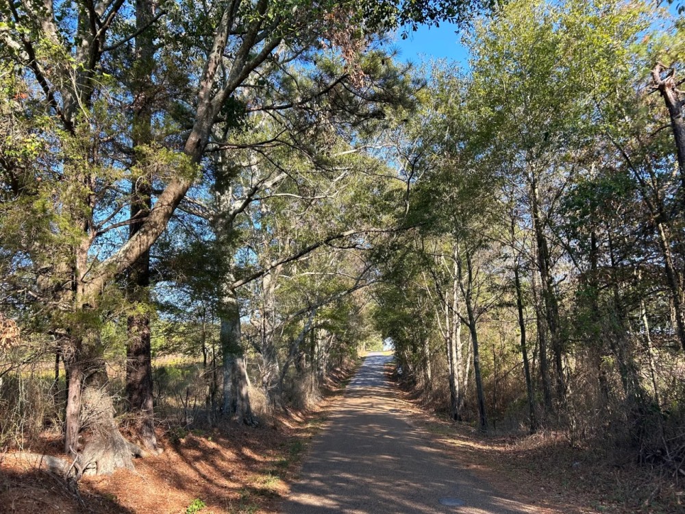 64 Acres in Mize MS in Smith County featured image