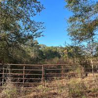64 Acres in Mize MS in Smith County images 2