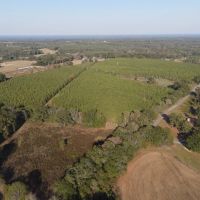 64 Acres in Mize MS in Smith County images 3