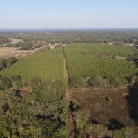 64 Acres in Mize MS in Smith County images 4
