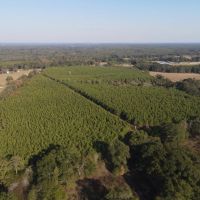 64 Acres in Mize MS in Smith County images 5