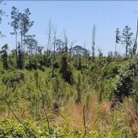 108 Acres in Simpson County in New Hebron MS images 5