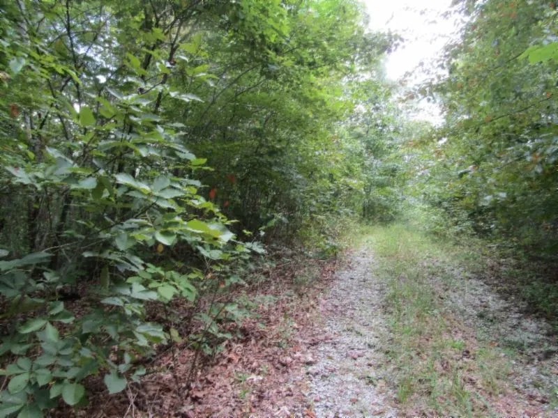 5 Ac Totally Wooded Mtn Views Secluded Close Lake featured image