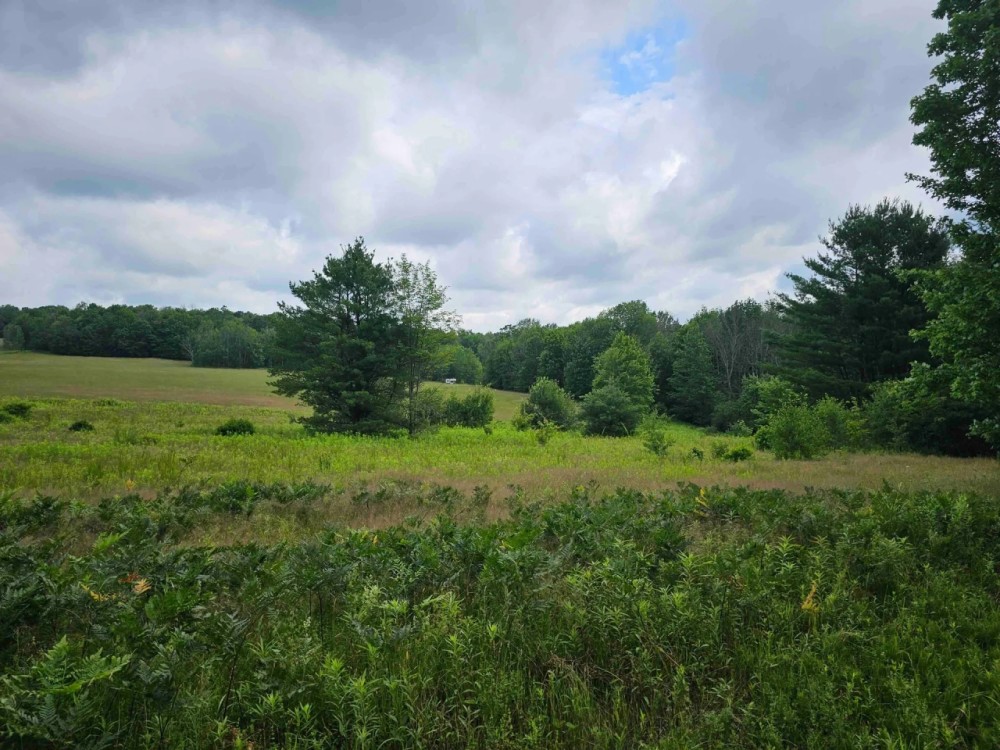 40 acres Wooded Hunting Land with Fields and Stream in Berkshire NY Ketchumville Road featured image