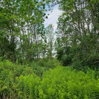 40 acres Wooded Hunting Land with Fields and Stream in Berkshire NY Ketchumville Road images 4