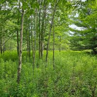40 acres Wooded Hunting Land with Fields and Stream in Berkshire NY Ketchumville Road images 5