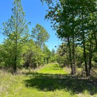327 Acres in Issaquena County MS images 2