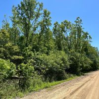 327 Acres in Issaquena County MS images 3