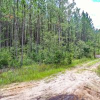 Timberland Investment Tract Ware County GA images 3