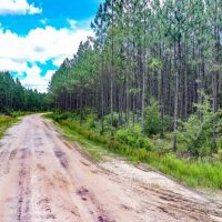 Timberland Investment Tract Ware County GA images 5