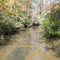 67.5 Acres in Patrick County Virginia images 3