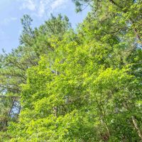 38 Acres T-6 Indian Springs images 2
