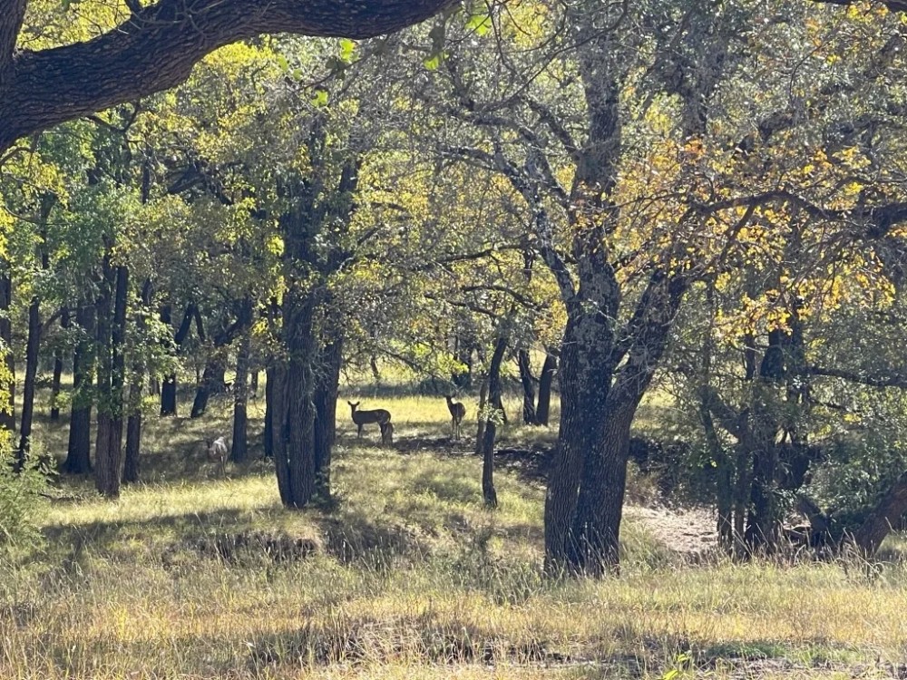 429 - Acres….3 2 Home 2 Live Creeks Water Wells 3 - ac Lake Elevation Hunting Barn More featured image