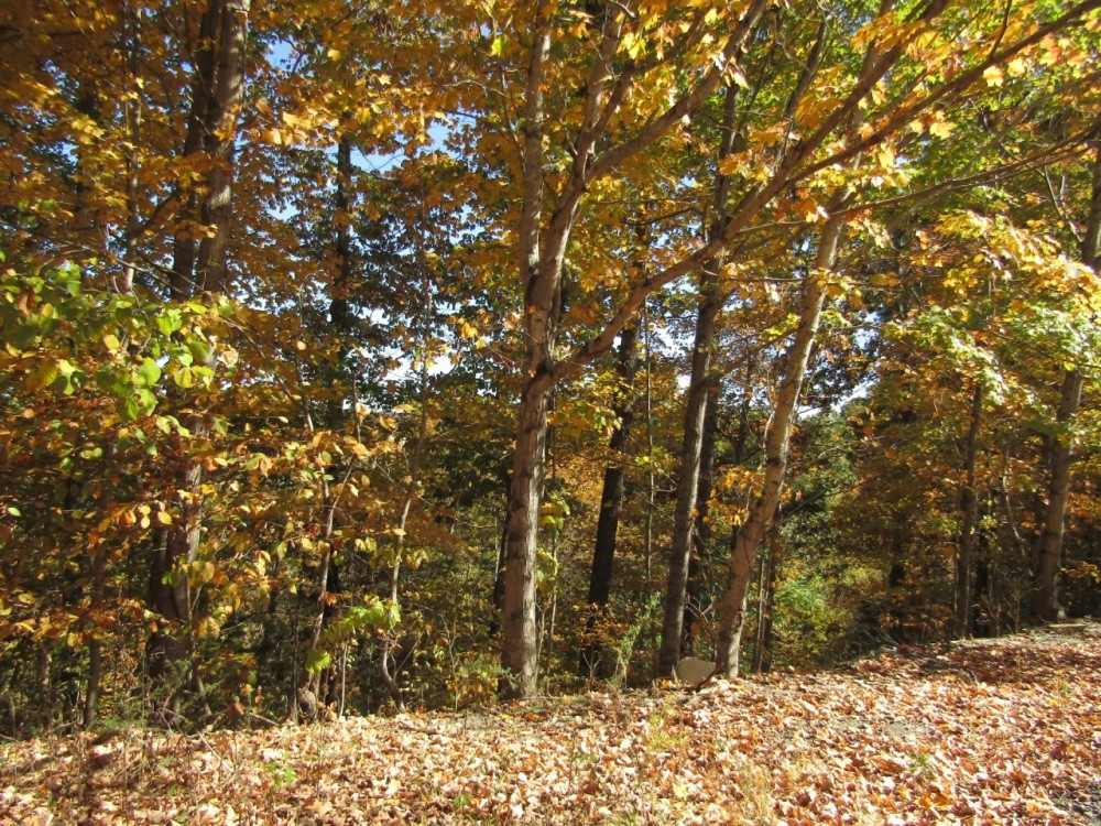 20.50 Ac Old Hwy 52 West loop featured image