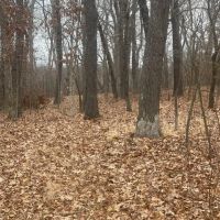 46 Acres of Hunting Land in Camdenton MO images 3