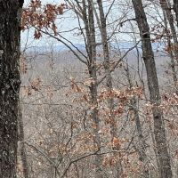 46 Acres of Hunting Land in Camdenton MO images 4