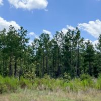 20 Acres CR 1325 T-17 images 3
