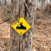 Big Buck Dreaming images 2