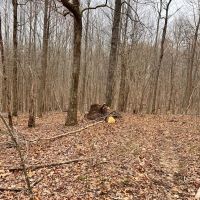 Big Buck Dreaming images 3
