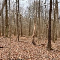 Big Buck Dreaming images 4