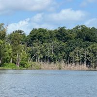 MS - Wilkinson 135 acres - images 3