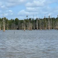 MS - Wilkinson 135 acres - images 5