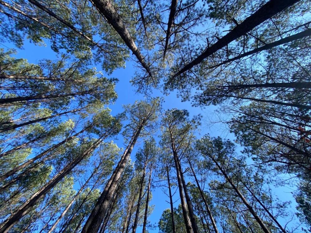 101 Acres in Lafayette County MS featured image