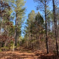 101 Acres in Lafayette County MS images 3