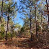 101 Acres in Lafayette County MS images 4