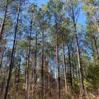 101 Acres in Lafayette County MS images 5
