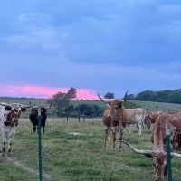 Well-Fenced Productive Pasture Tract Home And Lake images 5
