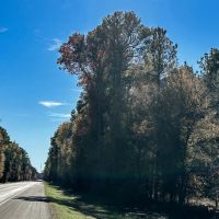 17 Acres Hwy 37 T-4 Kiskadee images 4