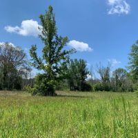 135 - acres Meriwether County images 4