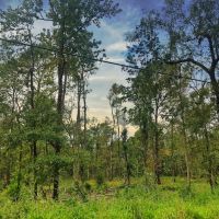 Price Reduced 80 Acres Oleander Drive images 3