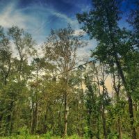 Price Reduced 80 Acres Oleander Drive images 4