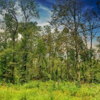 Price Reduced 80 Acres Oleander Drive images 5