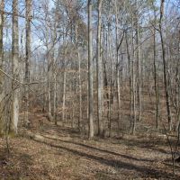 412 - ac Cane Creek amp Hardwoods images 4