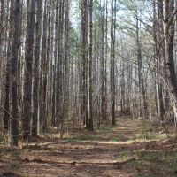 412 - ac Cane Creek amp Hardwoods images 5