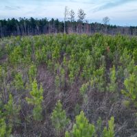 40 - Acres Coosa County images 4