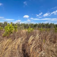 40 - Acres Coosa County images 5