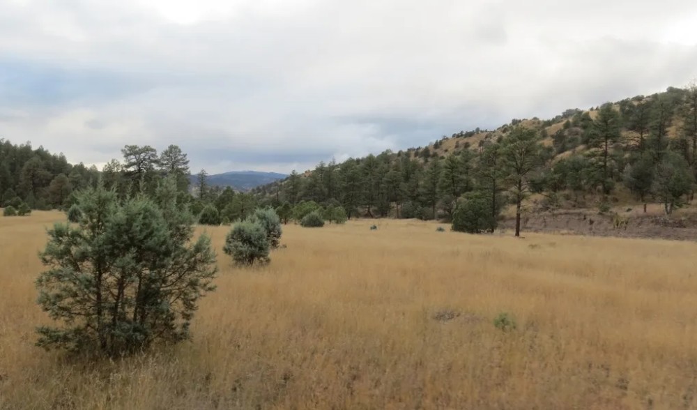 Grant County NM Gila National Forest Inholding Tracts featured image