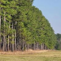 Burl Cypress images 2