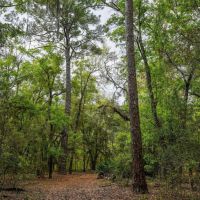 Sheffield Island on Sadlers Creek Bluff images 5