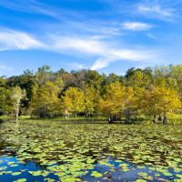 18 ac Duck Hunting Island Paradise images 3